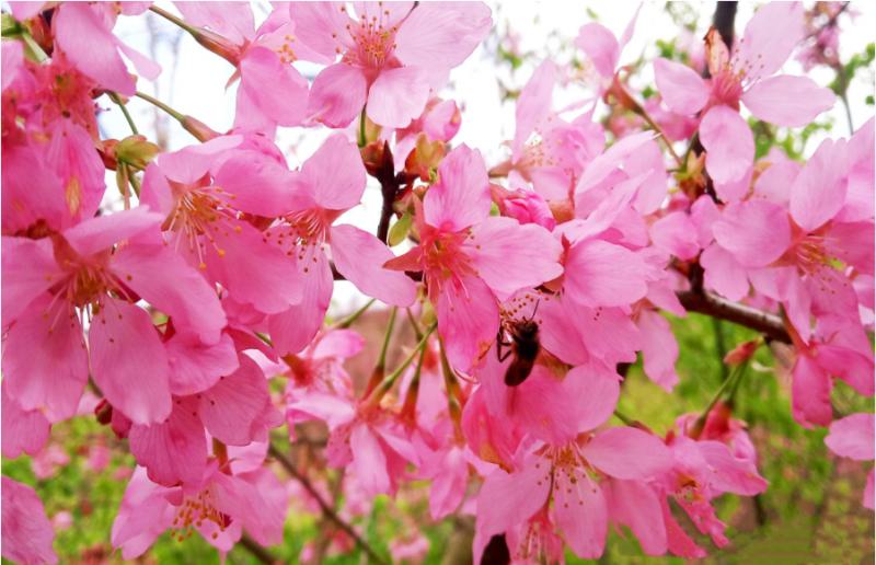 赏·大田仙居山樱花,逗趣萌宠乐园,茶天下景区,凤阳古堡,品特色高标酱大骨一日游